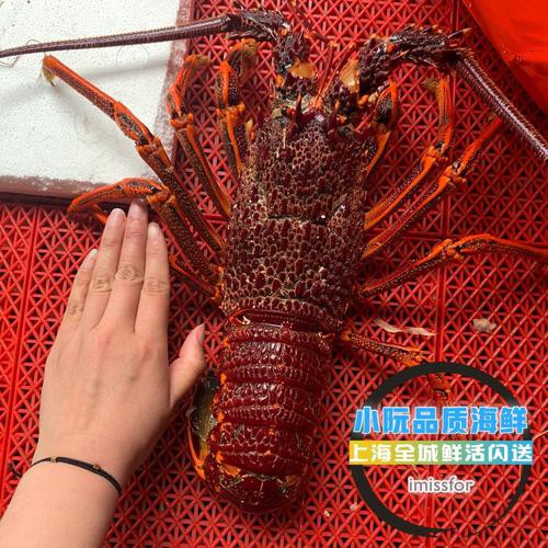點金龍魚圖片