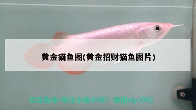 黃金貓魚飼料品牌推薦，黃金貓魚飼料品牌用戶評價黃金貓魚飼料品牌用戶評價