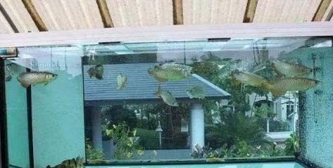 龍魚20度水溫（龍魚在20度水溫下的生長狀況）
