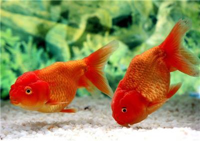 玻璃魚缸底部有裂紋但沒裂透咋處理 玻璃魚缸底部有裂紋但沒裂透咋處理好