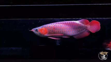 龍魚沉頭會不會死：龍魚沉頭會導致死亡嗎