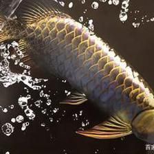 龍魚沉頭會不會死：龍魚沉頭會導致死亡嗎