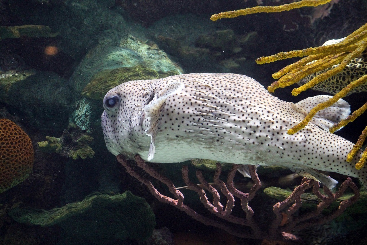 章丘區(qū)礫午水族館 （章丘水族館電話）