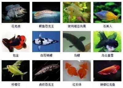 紅龍魚種類圖鑒：關于紅龍魚的一些介紹