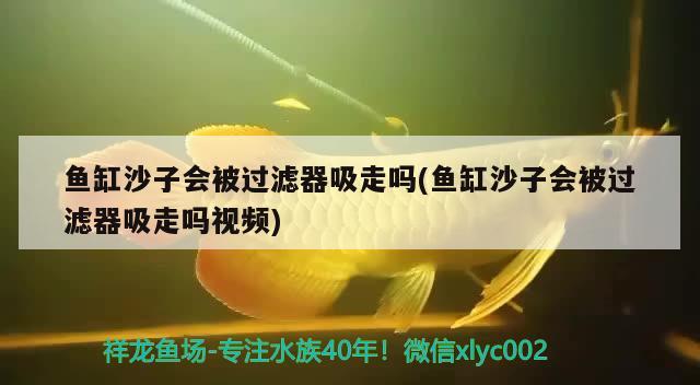 紅龍魚與金龍魚混養怎么樣：紅龍和金龍魚能混養嗎 紅龍魚與金龍魚混養怎么樣：紅龍和金龍魚能混養嗎 龍魚百科 第1張