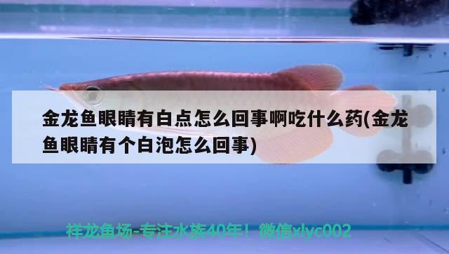 紅龍魚與金龍魚混養怎么樣：紅龍和金龍魚能混養嗎 紅龍魚與金龍魚混養怎么樣：紅龍和金龍魚能混養嗎 龍魚百科 第3張