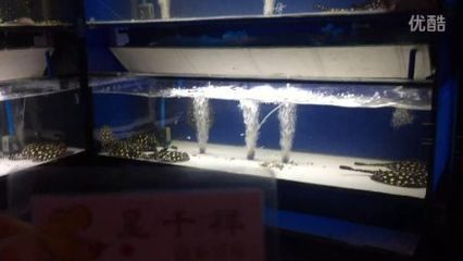 祥龍超血紅龍魚品種質量標準：如何鑒別祥龍超血紅龍魚健康，祥龍超血紅龍魚日常護理要點 祥龍超血紅龍魚品種質量標準：如何鑒別祥龍超血紅龍魚健康，祥龍超血紅龍魚日常護理要點 龍魚百科 第5張