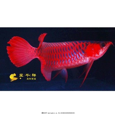 祥龍超血紅龍魚品種質量標準：如何鑒別祥龍超血紅龍魚健康，祥龍超血紅龍魚日常護理要點 祥龍超血紅龍魚品種質量標準：如何鑒別祥龍超血紅龍魚健康，祥龍超血紅龍魚日常護理要點 龍魚百科 第3張