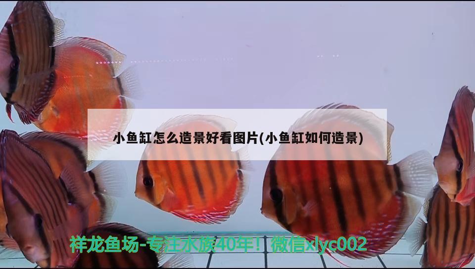 小魚缸怎么造景好看圖片(小魚缸如何造景)