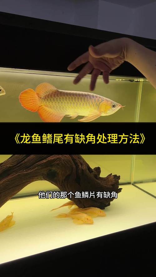 紅龍魚有寄生蟲怎么辦啊圖片