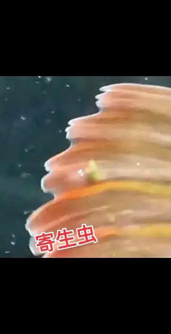 紅龍魚有寄生蟲怎么辦啊圖片