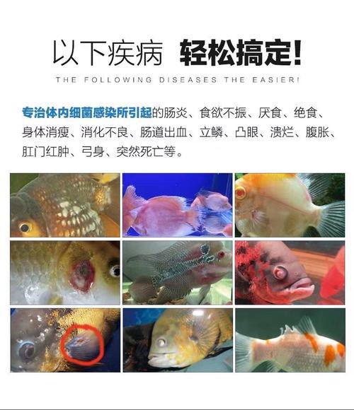 紅龍魚有寄生蟲怎么辦啊圖片