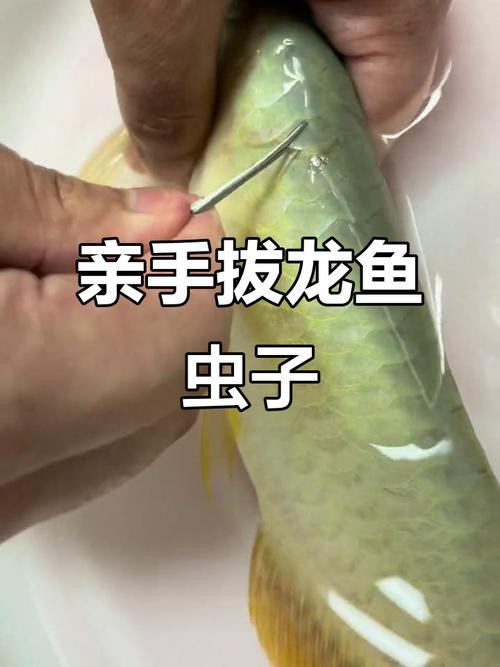 紅龍魚有寄生蟲怎么辦啊圖片