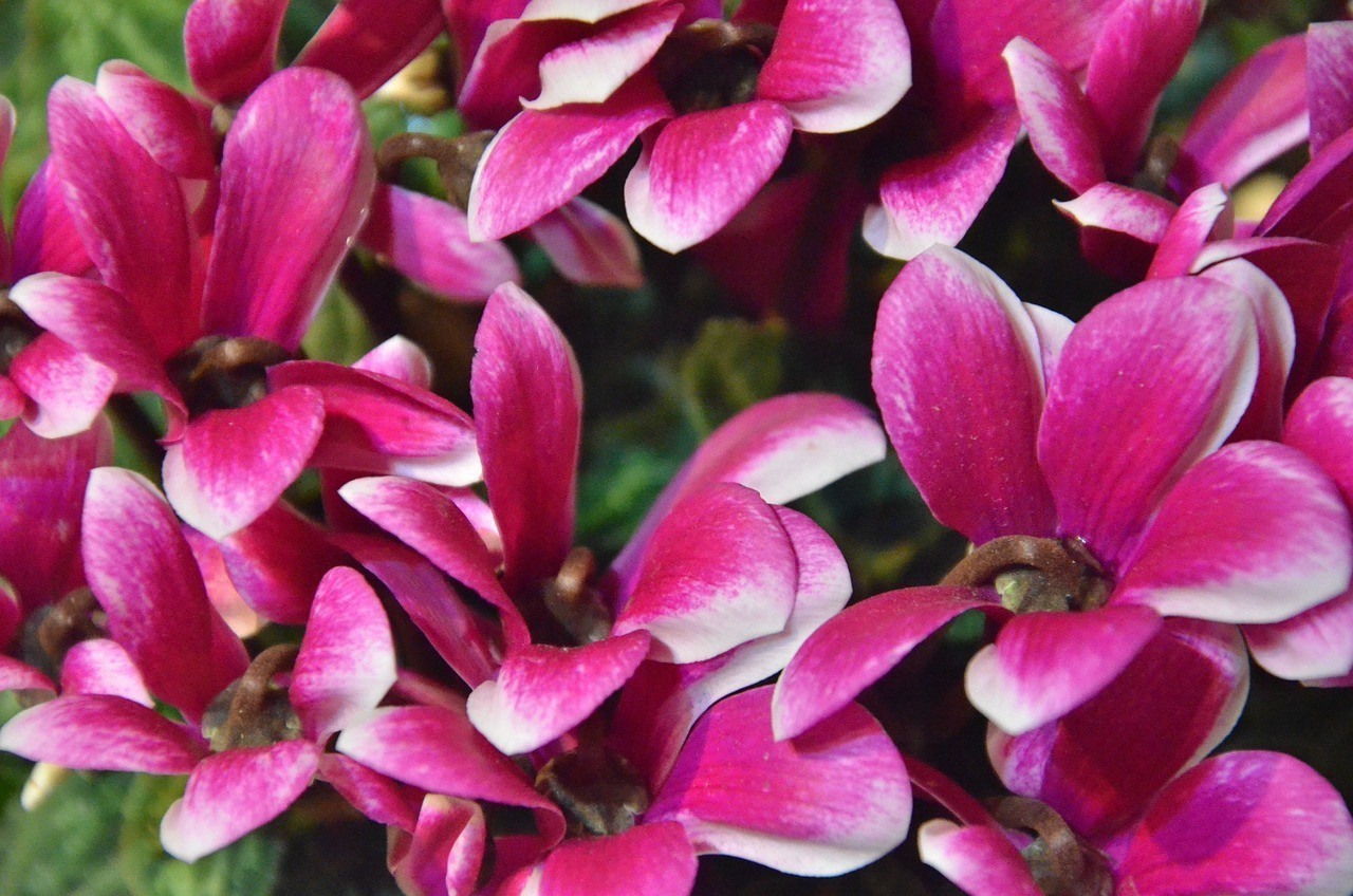 寬城繼豐花卉店（寬城繼豐花卉店電話）