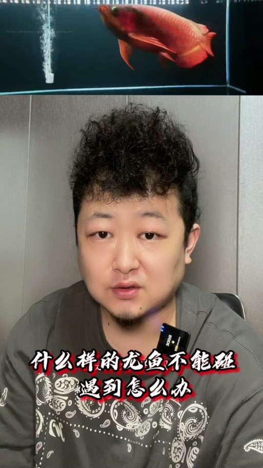 號半龍魚成魚圖片欣賞