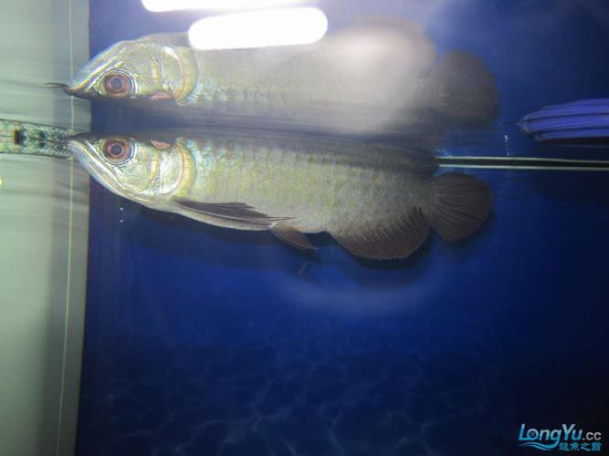 號半龍魚成魚圖片欣賞