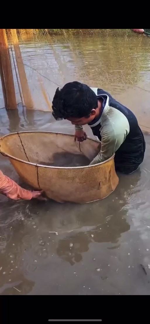 號半龍魚成魚圖片欣賞
