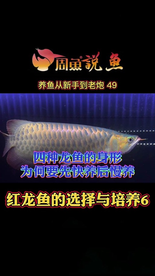 號半龍魚成魚圖片欣賞
