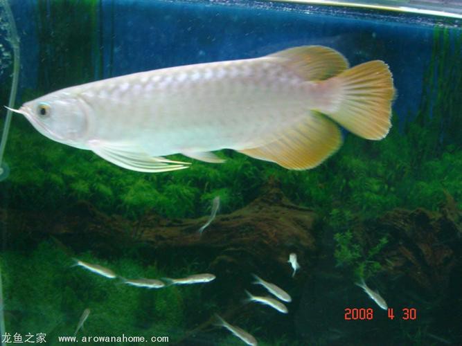 號半龍魚成魚圖片欣賞