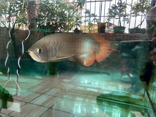號半龍魚成魚圖片欣賞