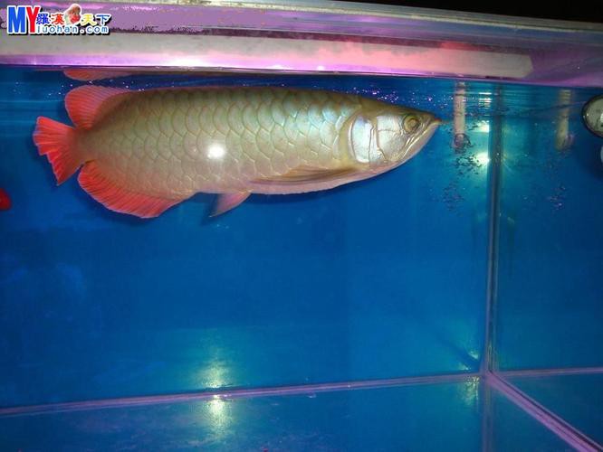 號半龍魚成魚圖片欣賞