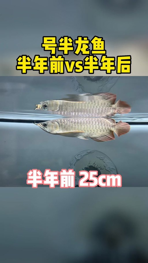 號半龍魚成魚圖片欣賞