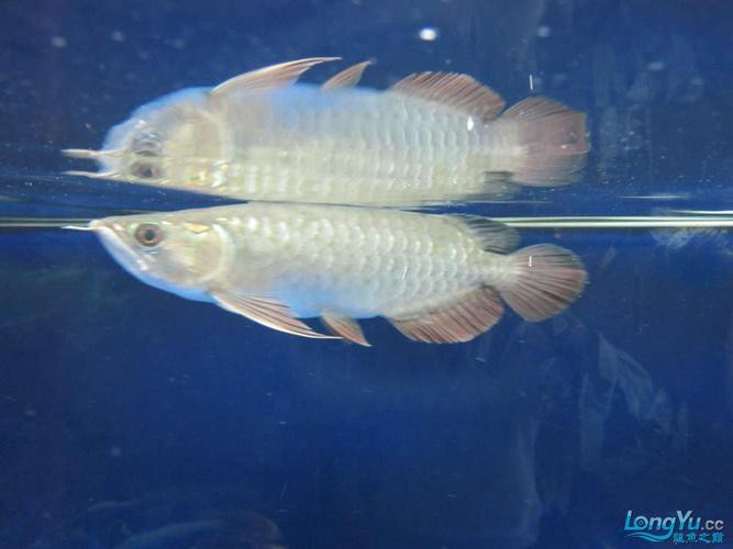 號半龍魚成魚圖片欣賞