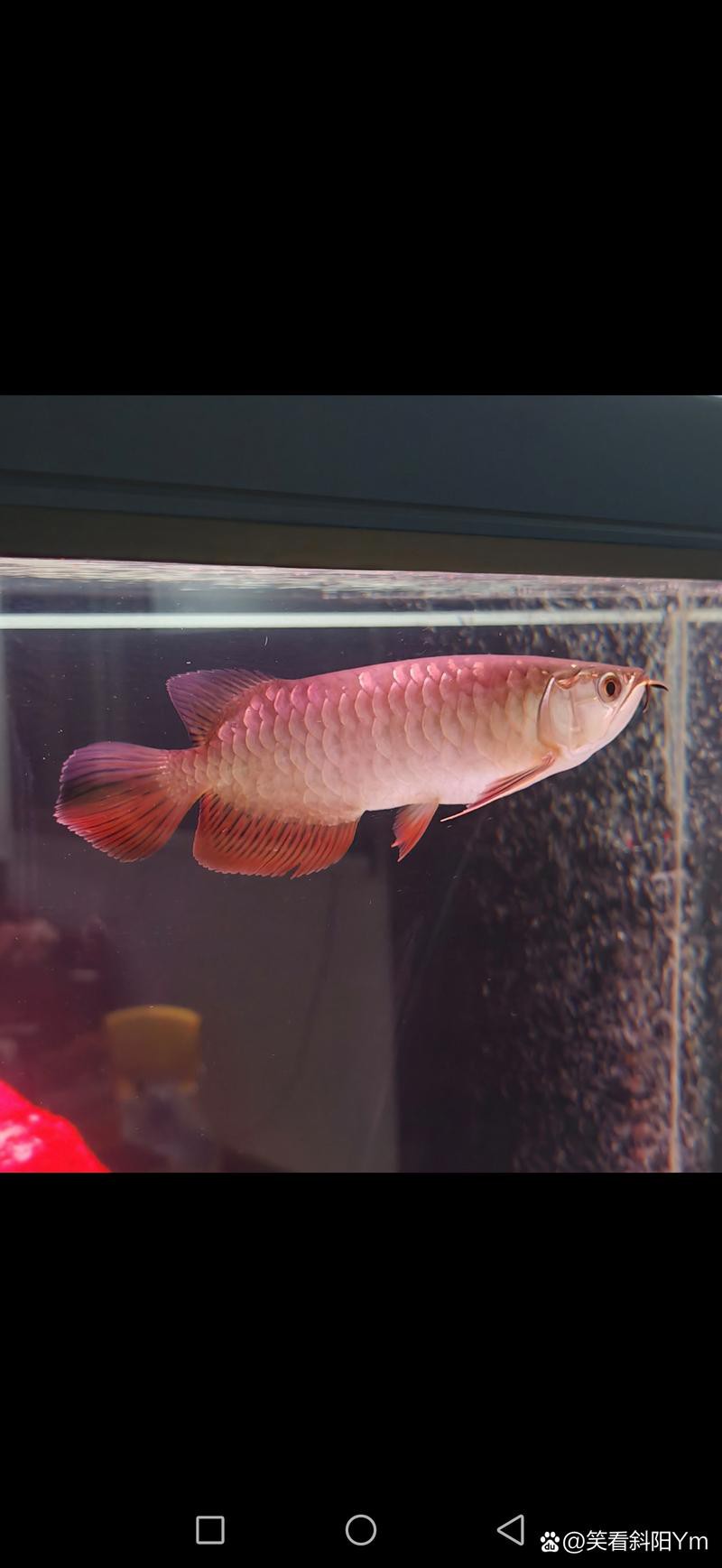 號半龍魚成魚圖片欣賞
