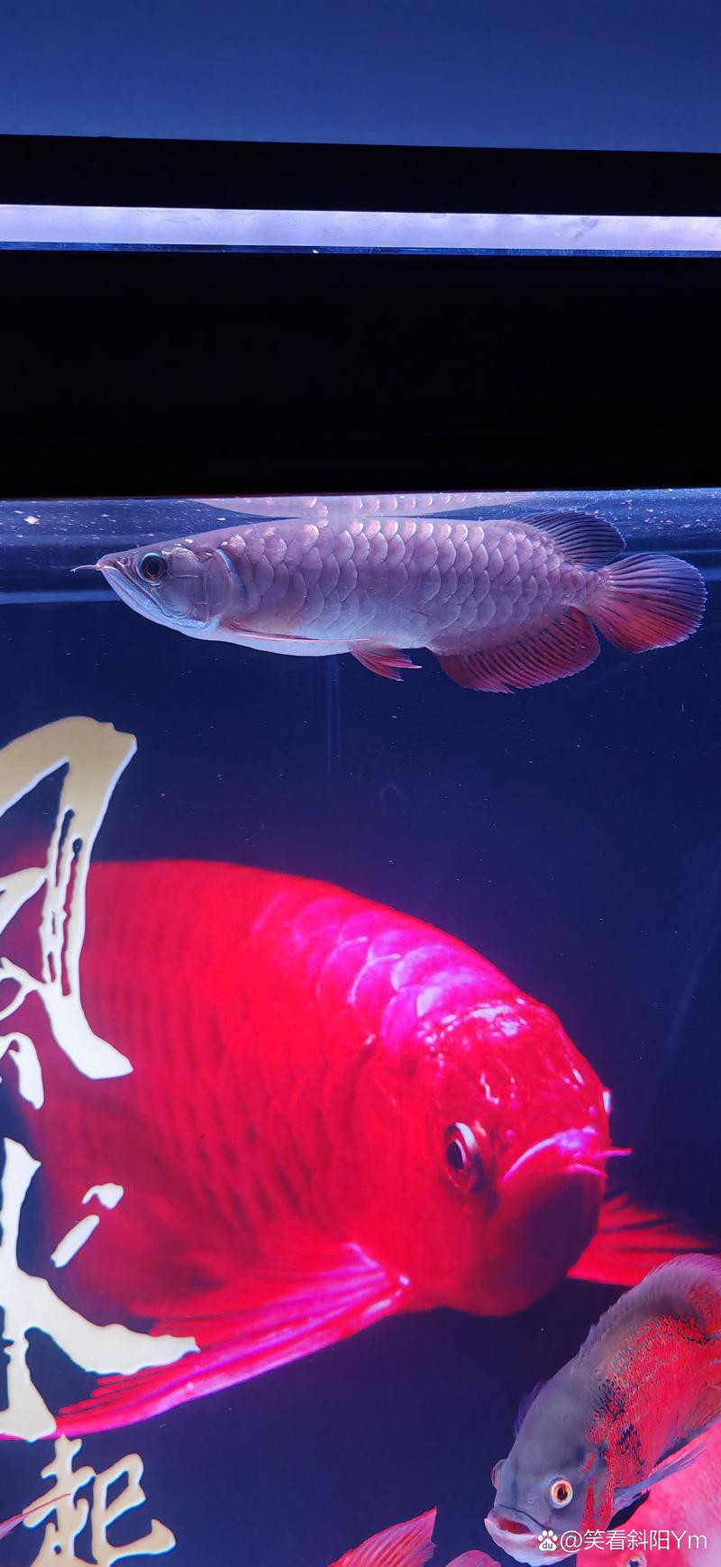 號半龍魚成魚圖片欣賞