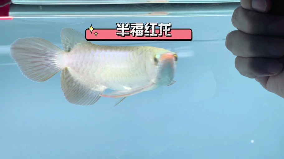 號半龍魚成魚圖片欣賞