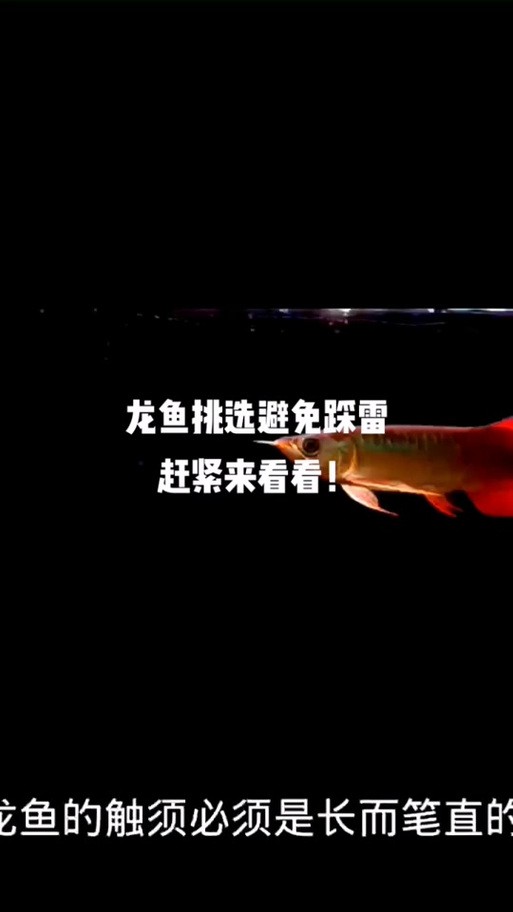 號半龍魚成魚圖片欣賞