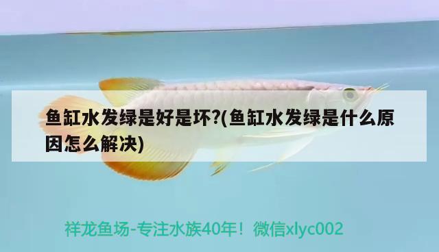 北京市海淀區遠大廣源工藝品市場金鐵民水族用品店