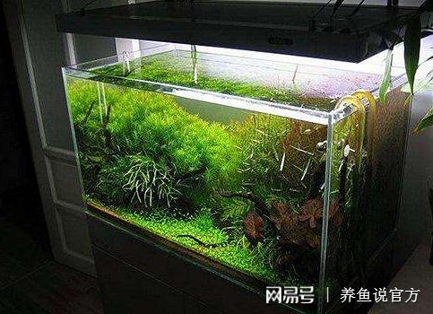 龍魚吃什么最好長的快：龍魚喂食指南