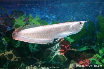 龍魚雌雄同體嗎怎么養，亞洲龍魚、美洲龍魚、澳洲龍魚及非洲龍魚及非洲龍魚