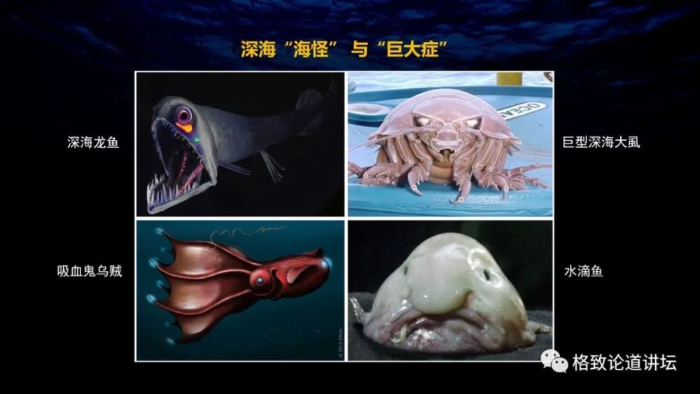 龍魚雌雄同體嗎怎么養，亞洲龍魚、美洲龍魚、澳洲龍魚及非洲龍魚及非洲龍魚