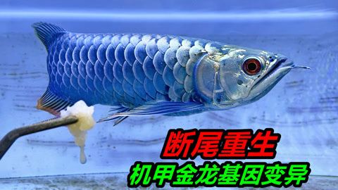 金龍魚斷尾多久可以恢復：金龍魚斷尾多久能恢復