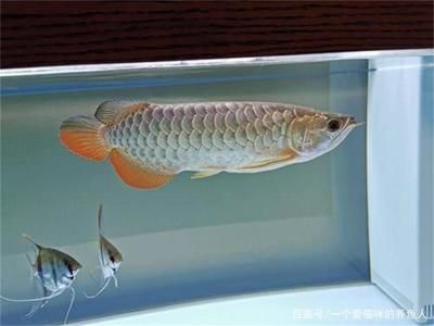 紅龍魚品質好壞怎么看的出來（如何挑選紅龍魚）