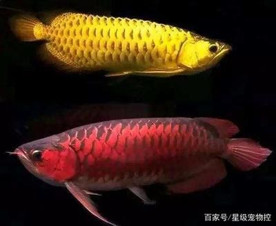 紅龍魚品質好壞怎么看的出來（如何挑選紅龍魚）