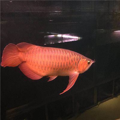 紅龍魚品質好壞怎么看的出來（如何挑選紅龍魚）