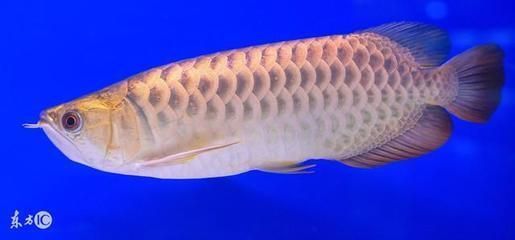 龍魚被咬死：被龍魚咬傷了怎么辦