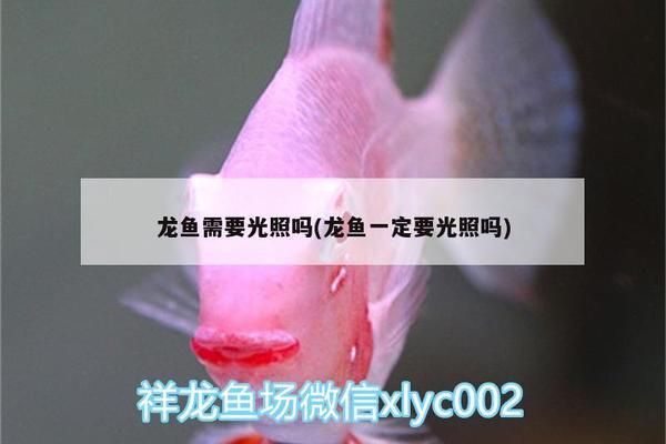 龍魚狀態(tài)不好可以開燈嗎：當(dāng)龍魚狀態(tài)不佳時(shí)，是否可以開燈是一個(gè)值得探究的問題