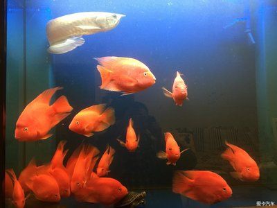 小缸可以養什么龍魚（小缸不適合養龍魚嗎？） 小缸可以養什么龍魚（小缸不適合養龍魚嗎？） 龍魚百科 第1張