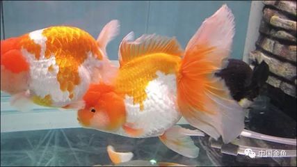 小缸可以養什么龍魚（小缸不適合養龍魚嗎？） 小缸可以養什么龍魚（小缸不適合養龍魚嗎？） 龍魚百科 第3張