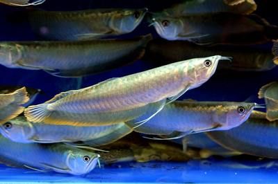 小缸可以養什么龍魚（小缸不適合養龍魚嗎？） 小缸可以養什么龍魚（小缸不適合養龍魚嗎？） 龍魚百科 第4張