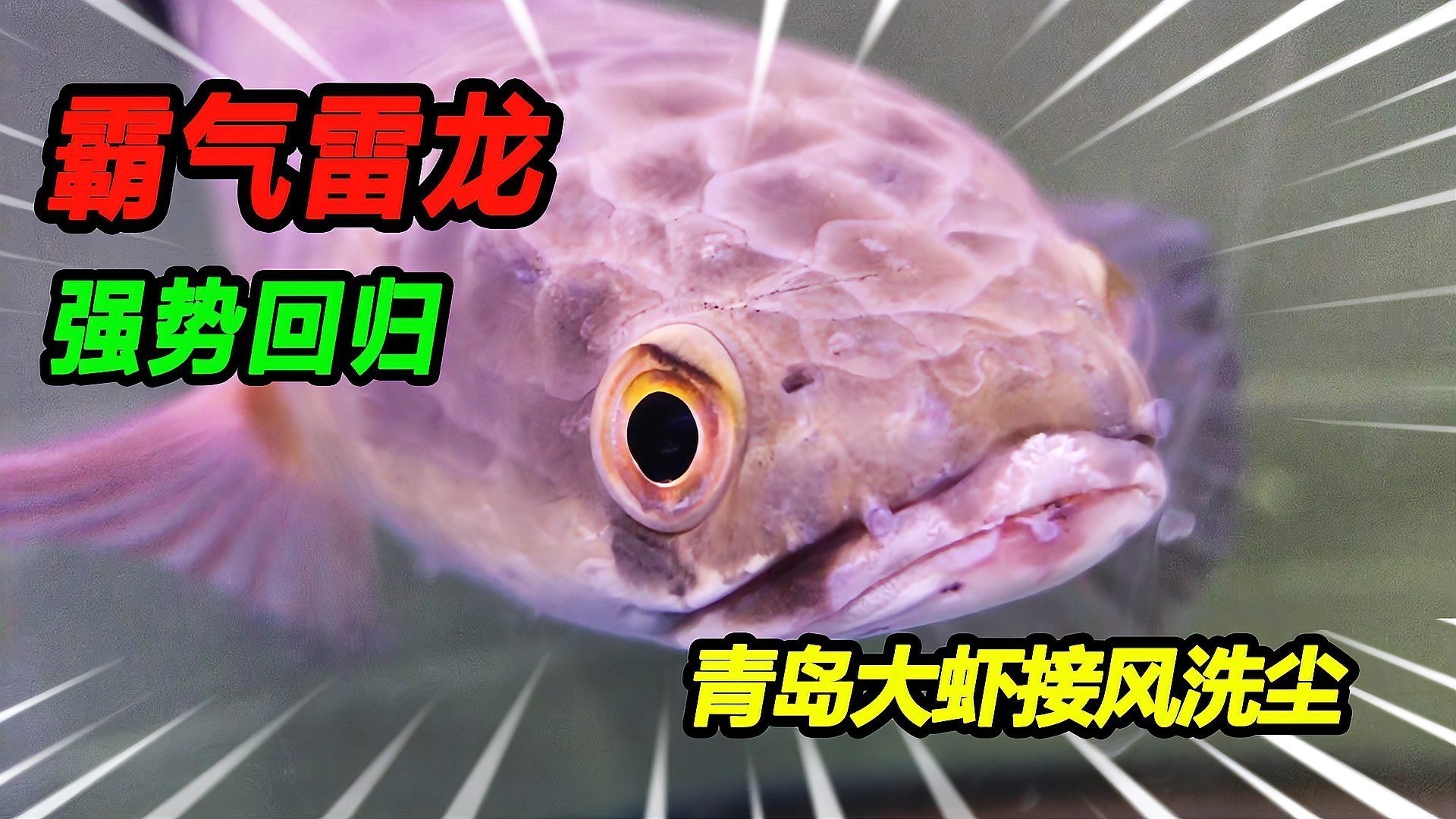 哪些因素會影響雷龍魚的恢復(fù)？ 哪些因素會影響雷龍魚的恢復(fù)？ 龍魚百科