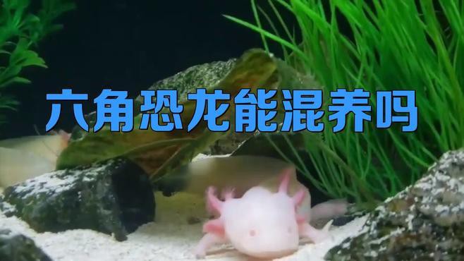 火龍魚可以和金魚混養(yǎng)嗎圖片對比 火龍魚可以和金魚混養(yǎng)嗎圖片對比 龍魚百科 第29張