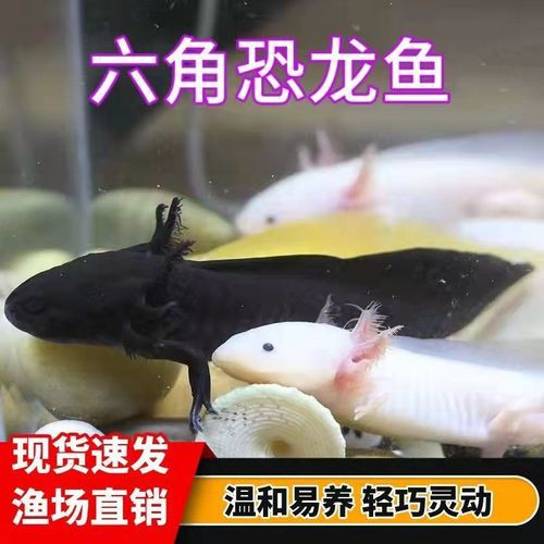 火龍魚可以和金魚混養(yǎng)嗎圖片對比 火龍魚可以和金魚混養(yǎng)嗎圖片對比 龍魚百科 第16張