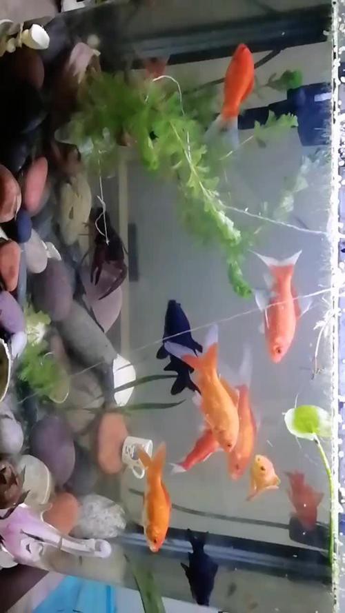 火龍魚可以和金魚混養(yǎng)嗎圖片對比 火龍魚可以和金魚混養(yǎng)嗎圖片對比 龍魚百科 第6張