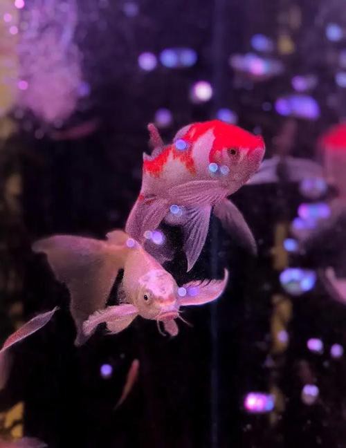 火龍魚可以和金魚混養(yǎng)嗎圖片對比 火龍魚可以和金魚混養(yǎng)嗎圖片對比 龍魚百科 第18張