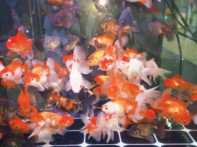 火龍魚可以和金魚混養(yǎng)嗎圖片對比 火龍魚可以和金魚混養(yǎng)嗎圖片對比 龍魚百科 第20張